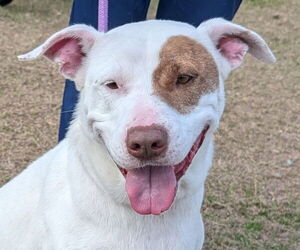 Labrador Retriever-Unknown Mix Dogs for adoption in Canton, CT, USA