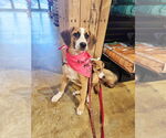 Small #12 Beagle Mix