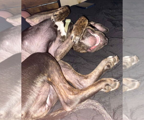 Medium Photo #3 Mutt Puppy For Sale in Lakewood, CO, USA