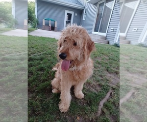 Goldendoodle Puppy for sale in JANESVILLE, WI, USA