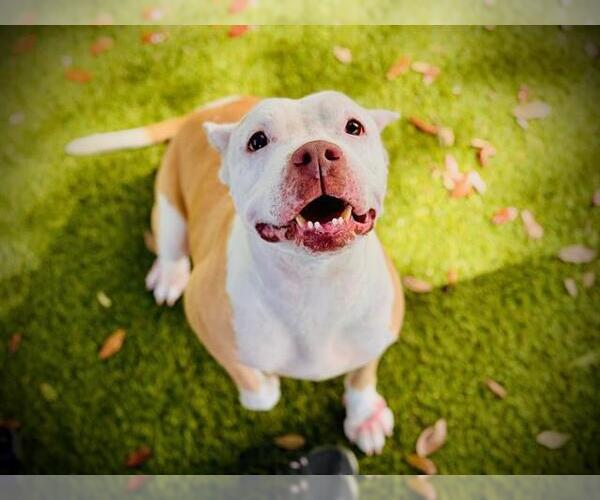 Medium Photo #1 American Bulldog-Unknown Mix Puppy For Sale in Orlando, FL, USA