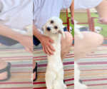 Small #2 Coton de Tulear