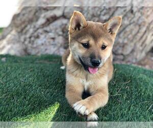 Shiba Inu Puppy for sale in LAS VEGAS, NV, USA