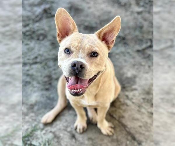 Medium Photo #1 Mutt Puppy For Sale in Riverside, CA, USA
