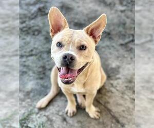 Mutt Dogs for adoption in Riverside, CA, USA