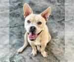 JEZZABELLE - Female Mutt Dog for Adoption - Small photo