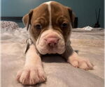 Small #1 Bull-Boxer