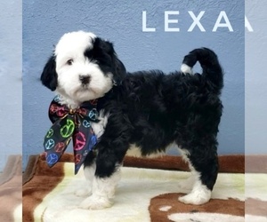 Sheepadoodle Puppy for sale in CEDAR GAP, MO, USA