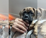 Small Photo #4 Boxer Puppy For Sale in HAMILTON, NJ, USA