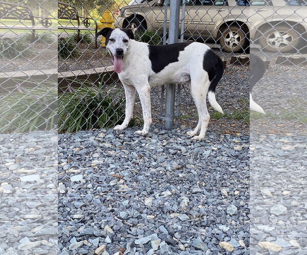 Medium Photo #3 Border Collie-Unknown Mix Puppy For Sale in Albemarle, NC, USA