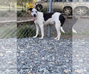Crash - Male Border Collie-Unknown Mix Dog for Adoption - Photo #3