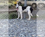 Small #2 Border Collie Mix