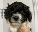 Small Photo #11 Maltipoo Puppy For Sale in JASPER, GA, USA