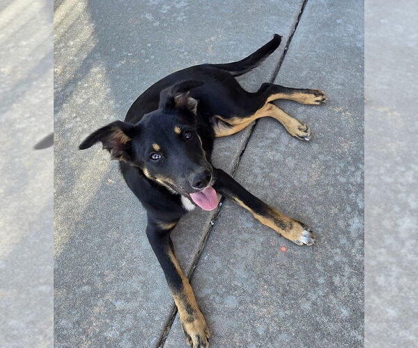 Medium Photo #3 German Shepherd Dog-Unknown Mix Puppy For Sale in Bolivar, MO, USA