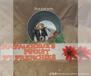French Bulldog Dog for Adoption in INVERNESS, Florida USA