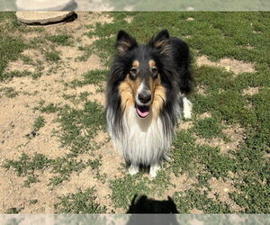 Zane - Male Collie Dog for Adoption - Photo #3