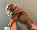 Small Photo #2 Bulldog Puppy For Sale in MERCED, CA, USA
