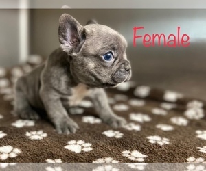 French Bulldog Puppy for Sale in ATASCADERO, California USA