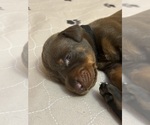 Small #6 Doberman Pinscher