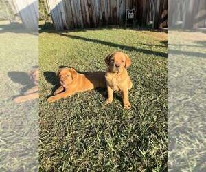 Labrador Retriever Puppy for Sale in PINE HILL, Alabama USA