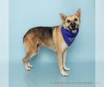 Small German Shepherd Dog