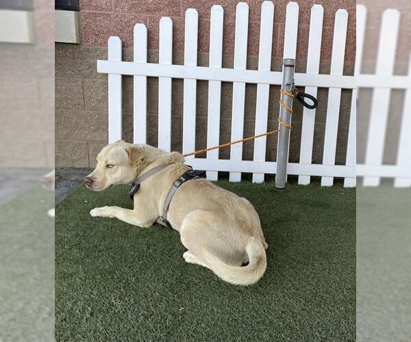 Medium Photo #1 Mutt Puppy For Sale in Modesto, CA, USA