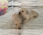 Small Photo #7 Goldendoodle Puppy For Sale in COATESVILLE, PA, USA