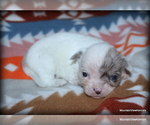 Small #2 Chihuahua