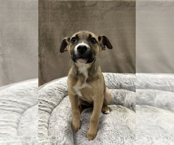 Medium Photo #17 German Shepherd Dog-Unknown Mix Puppy For Sale in Lakewood, CO, USA