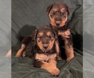 Airedale Terrier Puppy for sale in WARREN, IN, USA