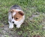 Small #1 American Corgi