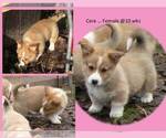 Small #1 Pembroke Welsh Corgi