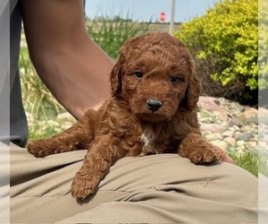 Goldendoodle (Miniature) Puppy for sale in HULL, IA, USA