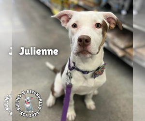 Staffordshire Bull Terrier-Unknown Mix Dogs for adoption in Omaha, NE, USA