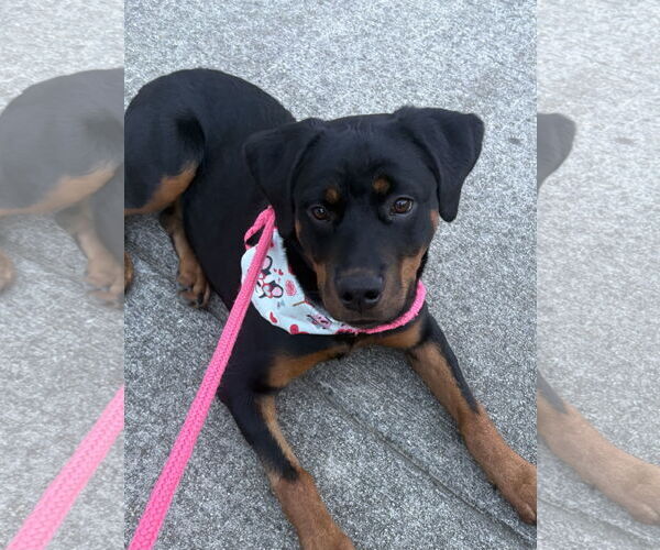 Medium Photo #7 Rottweiler Puppy For Sale in Mooresville, NC, USA