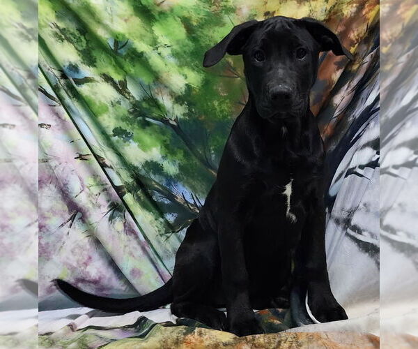 Medium Photo #1 Bulldog-Labrador Retriever Mix Puppy For Sale in Wetumpka, AL, USA