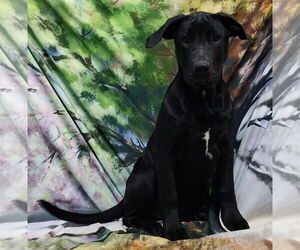 Bulldog-Labrador Retriever Mix Dogs for adoption in Wetumpka, AL, USA