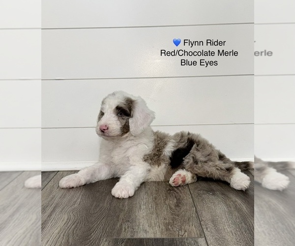 Medium Photo #9 Aussiedoodle Puppy For Sale in BAKERSFIELD, CA, USA