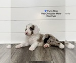 Litter of 10 - Male(s) and Female(s) AussiedoodleLitter of Puppies for Sale - Photo #9