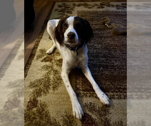 WI/Griff - Male Brittany Dog for Adoption - Photo #2
