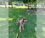 Small #3 Australian Shepherd Mix