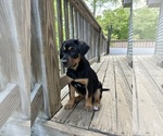 Puppy Female 3 Tilly Goldendoodle-Labrador Retriever Mix