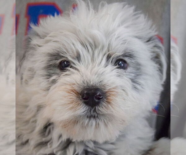 Medium Photo #5 Mutt Puppy For Sale in Huntley, IL, USA