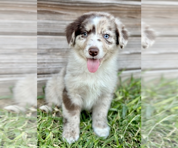 Medium Photo #1 Australian Shepherd Puppy For Sale in ORLANDO, FL, USA