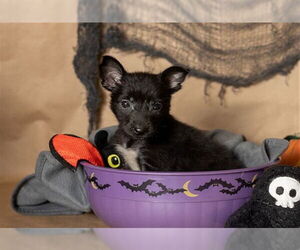 Border Collie-Unknown Mix Dogs for adoption in Ames, IA, USA