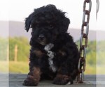 Small Poodle (Toy)