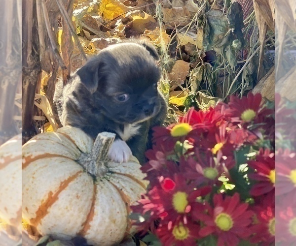 Medium Photo #8 Chihuahua Puppy For Sale in RAWSONVILLE, MI, USA