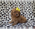 Small #2 Cavapoo (Miniature)