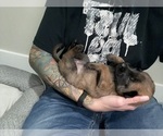 Small Photo #76 Belgian Malinois Puppy For Sale in REESEVILLE, WI, USA