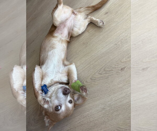 Medium Photo #4 Chihuahua-Unknown Mix Puppy For Sale in Corona, CA, USA